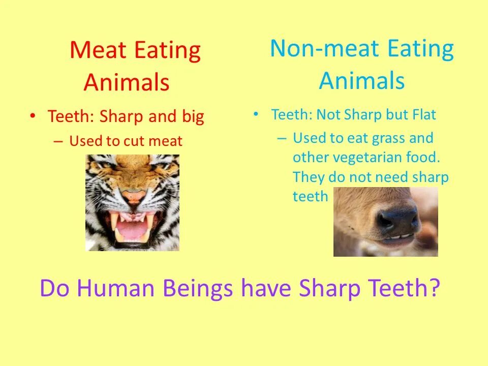 Eating animals урок. Animals more human