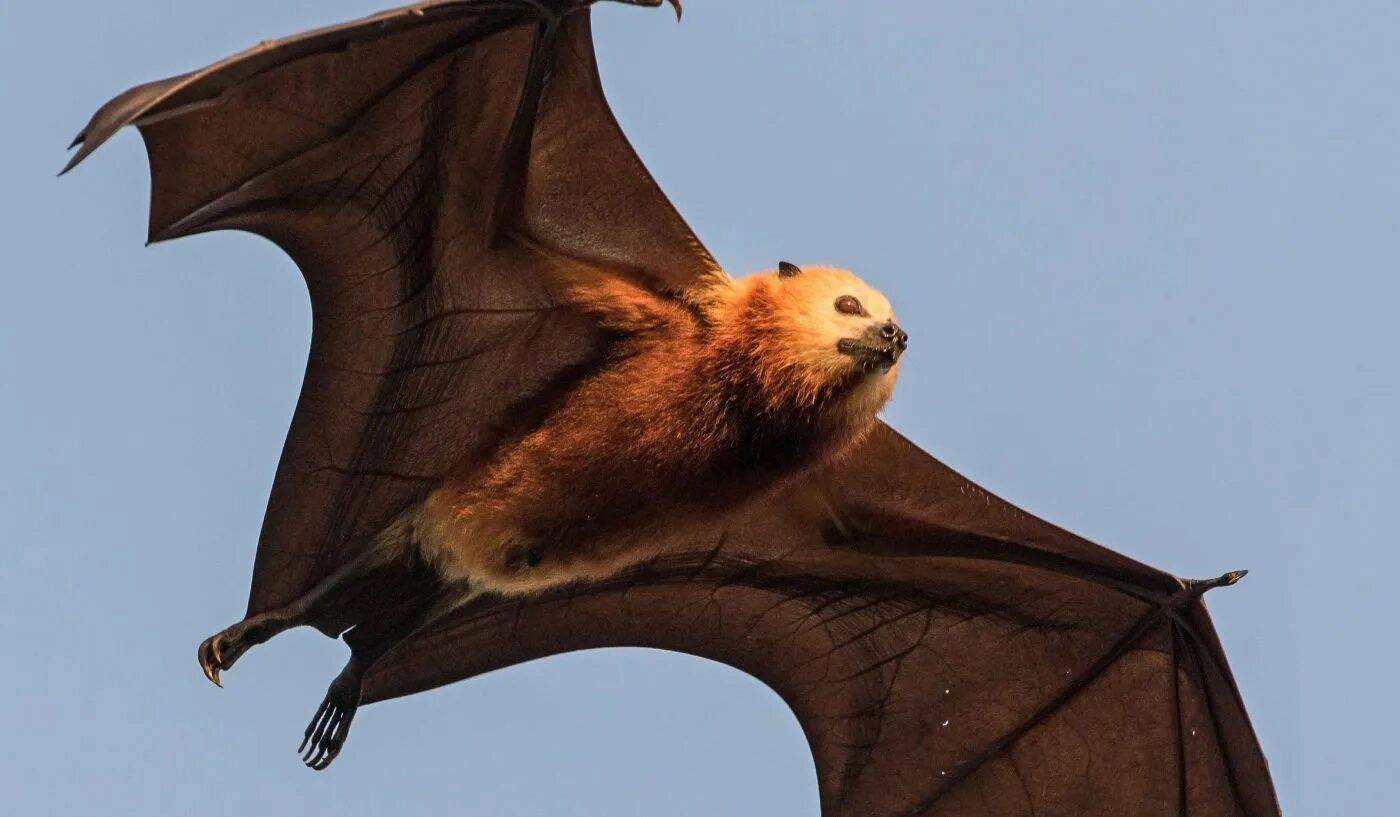 Кенгуру летучая мышь. Черная летучая лисица. Гривастый ацеродон филиппины. Кенгуру летучая мышь. Кенгуру летучая мышь.