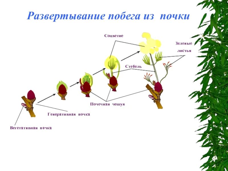 Развитие побега из почки. Побег развитие побега из почки биология 6 класс. Этапы роста и развития побега. Этапы развития побега из почки.