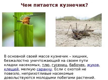 Что делают кузнечики