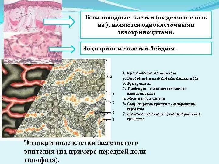 Строение бокаловидной клетки. Бокаловидные железистые клетки. Клетки Лейдига гистология. Бокаловидные клетки гистология функции. Какие железы вырабатывают слизь