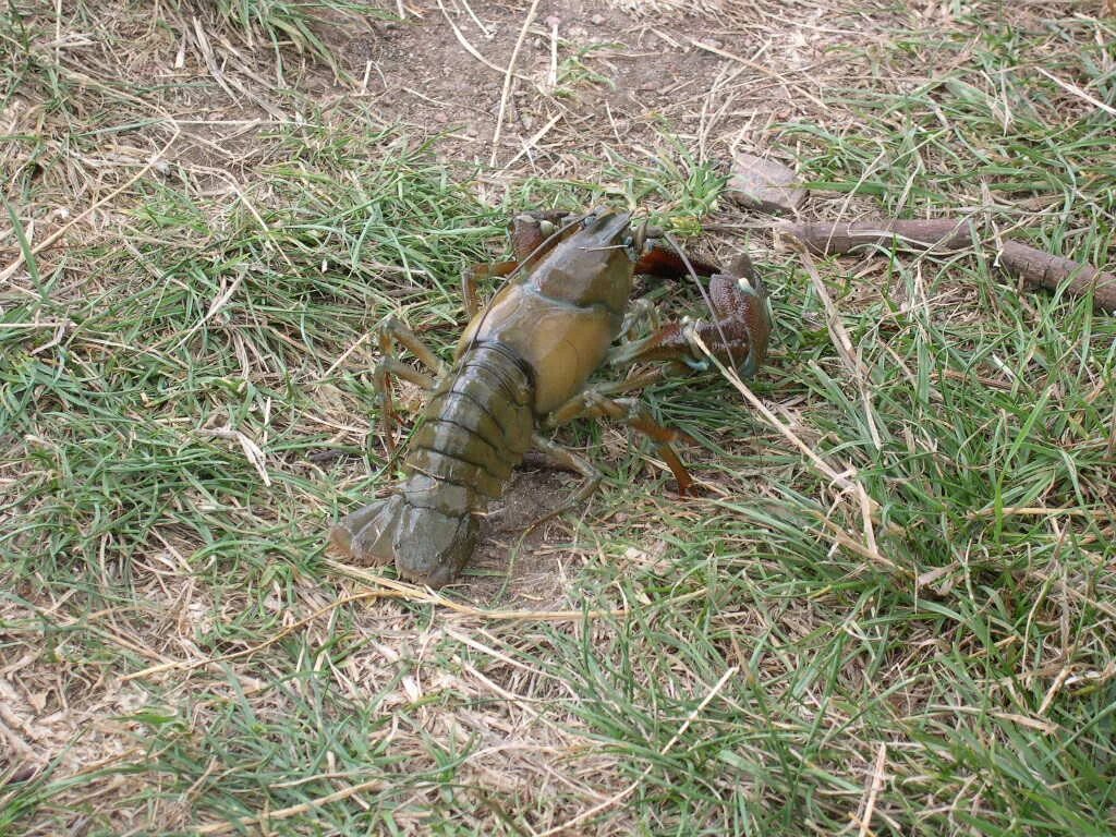 Rak. Rak. Pacifastacus leniusculus. Пресноводные ракообразные. Ловля ракообразных.