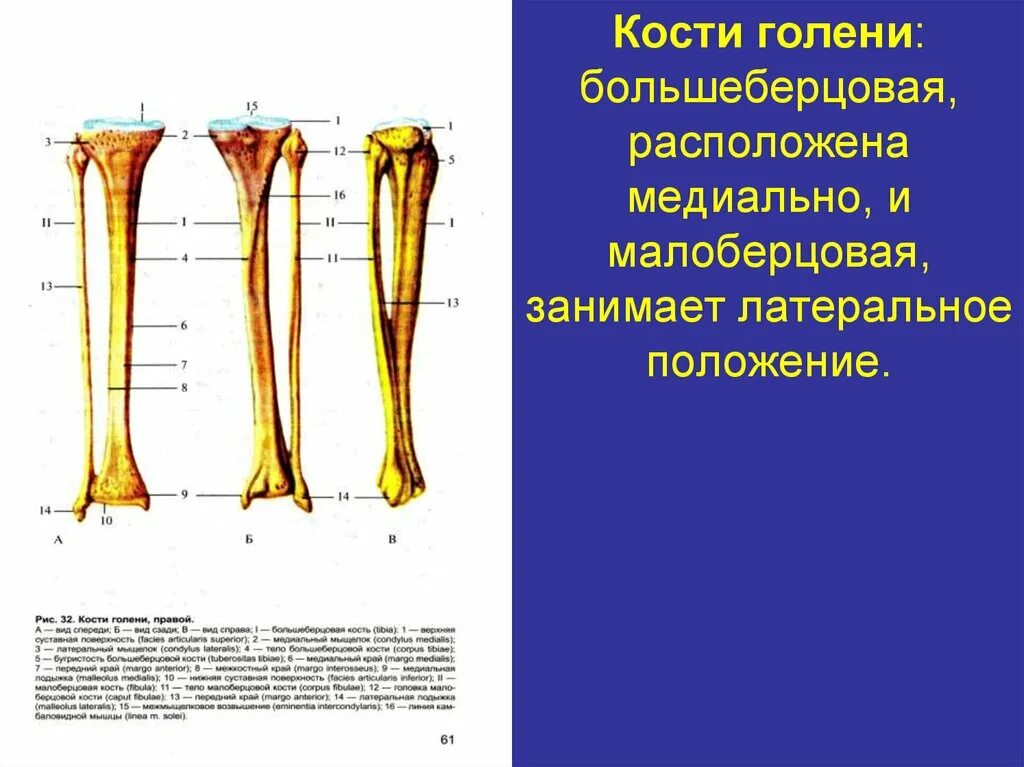 Кости голени сколько