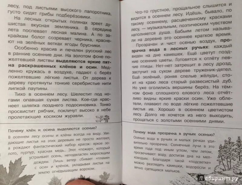 Почему нужно быть наблюдательным сочинение соколов микитов. Что то грустное прощальное слышится и видится в осеннем лесу. Особенно красив и печален осенний лес. Ранняя осень красив и печален русский лес.