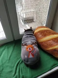Фото кота батона