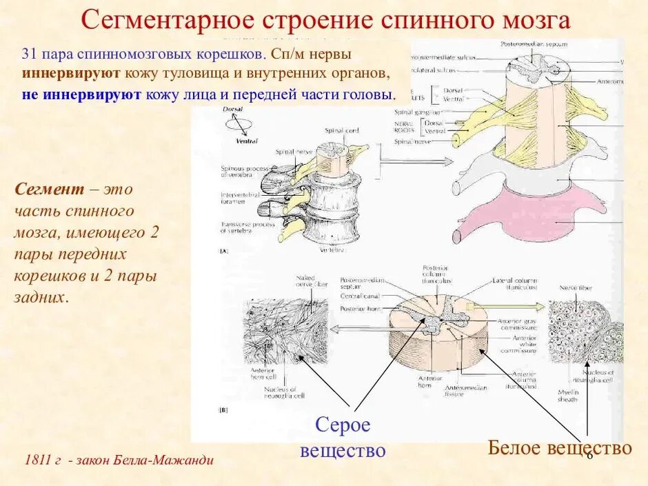 Сегментарное строение спинного мозга. Схема взаимодействия спинного и головного мозга. внутреннее строение спинного мозга анатомия. сегментарность строения спинного мозга. схема сегментарного строения спинного мозга.