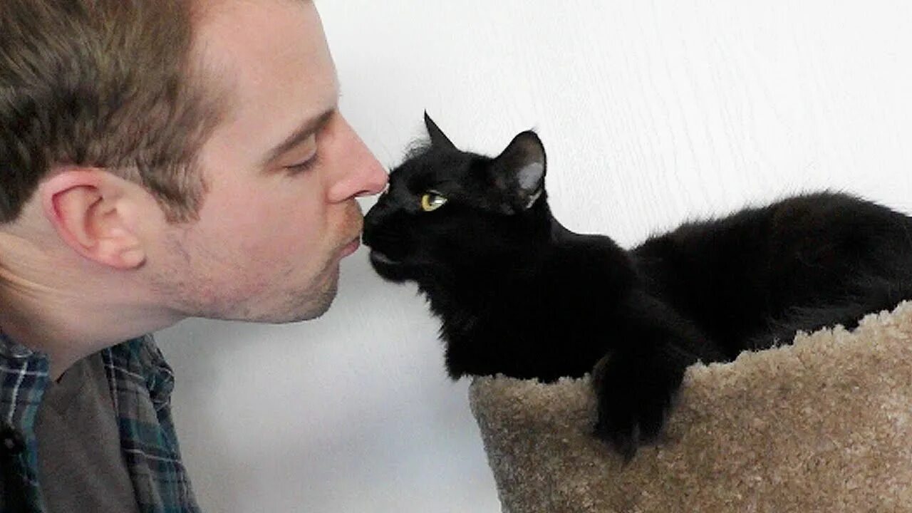 Парень целует кота. Кошка и хозяин. His cat likes