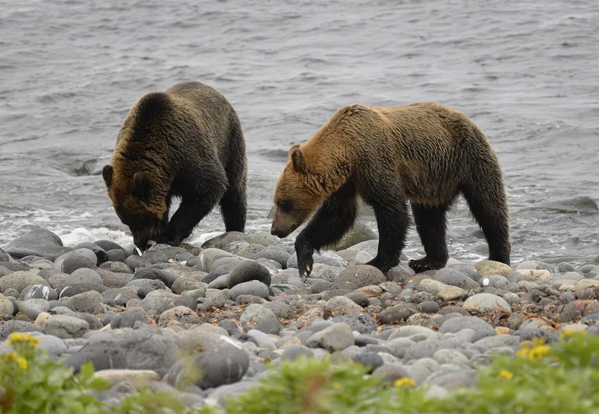 курильские острова сивучи. заказник тундровый сахалин. остров монерон сахалин животные. фауна сахалина. растительный и животный мир сахалина.
