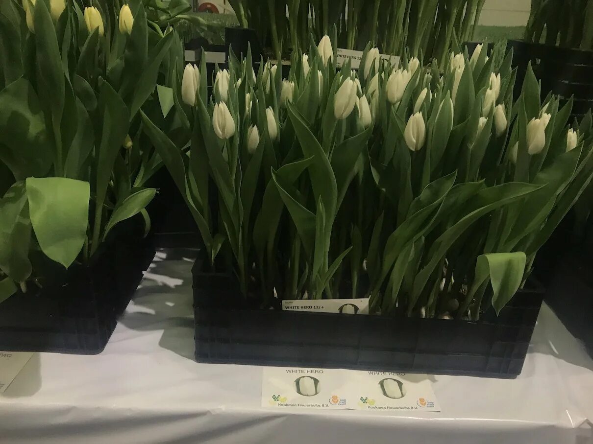 вайт мастер. тюльпан вайт мастер вайт хероу. сорт тюльпана вайт мастер. вайт мастер. вайт мастер.