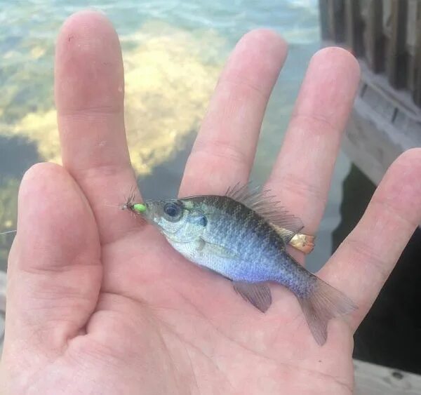 Микро рыбалка. Рыба микрон. Smallest Fish. Если рыба увидела крючок фото.