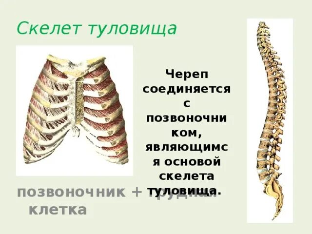 Скелет туловища видеоурок. Скелет туловища видеоурок