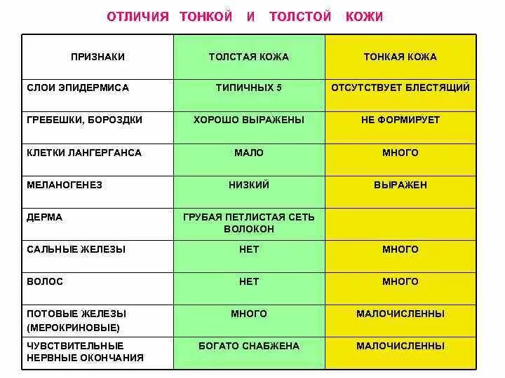 В чем видит толстой различие. Строение толстой и тонкой кожи. Отличия толстой и тонкой кожи. Толстая и тонкая кожа отличия.