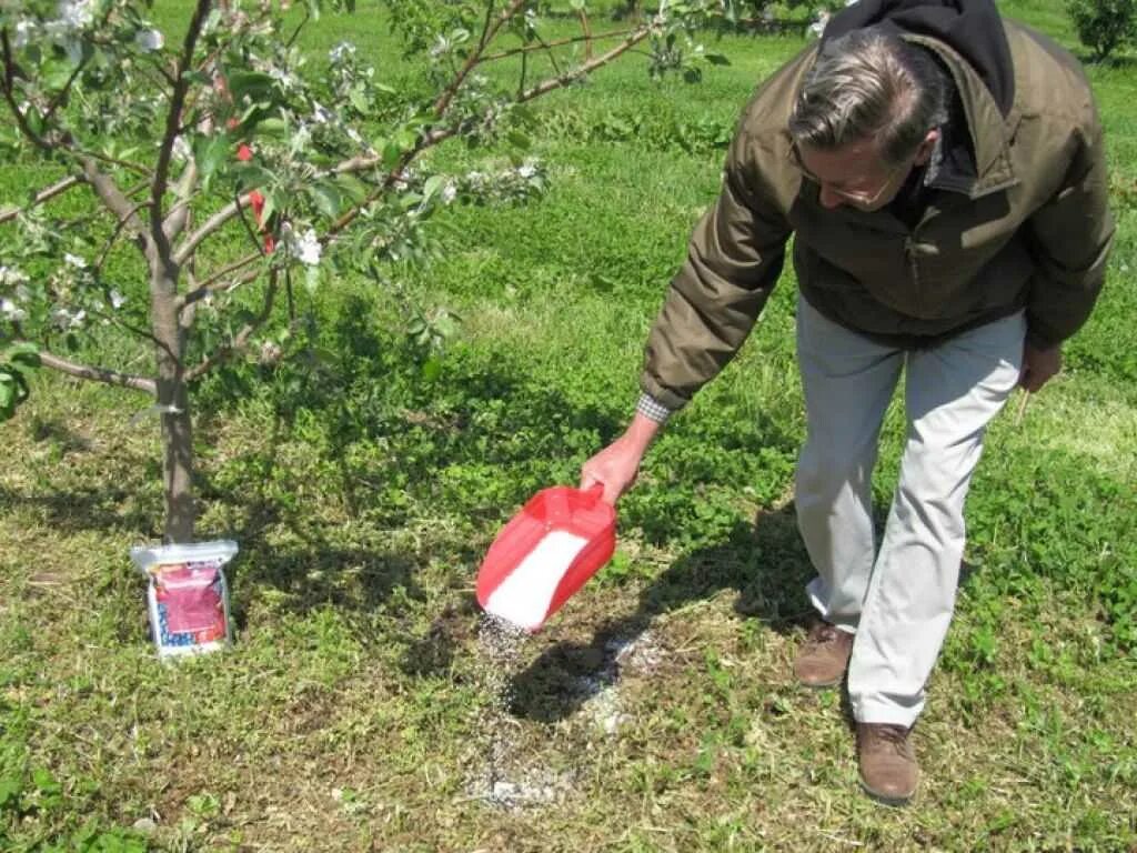 Чем обработать саженец. Весенняя подкормка плодовых деревьев. Удобрения под яблоню. Плодовые деревья для сада. Подкормка дерева яблони.