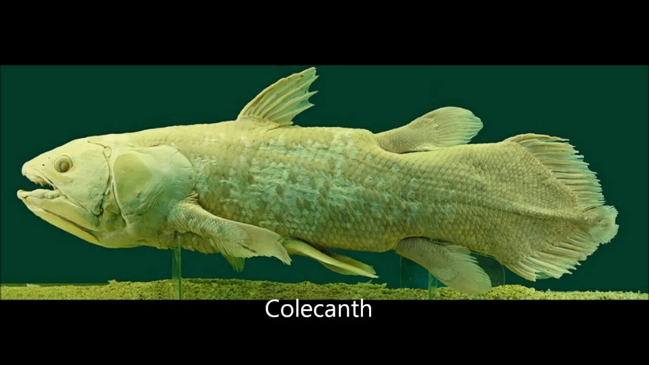 Живые ископаемые рыбы. Кистеперая рыба Латимерия. Целакант Латимерия. Латимерия двоякодышащая рыба. Древняя рыба Латимерия.
