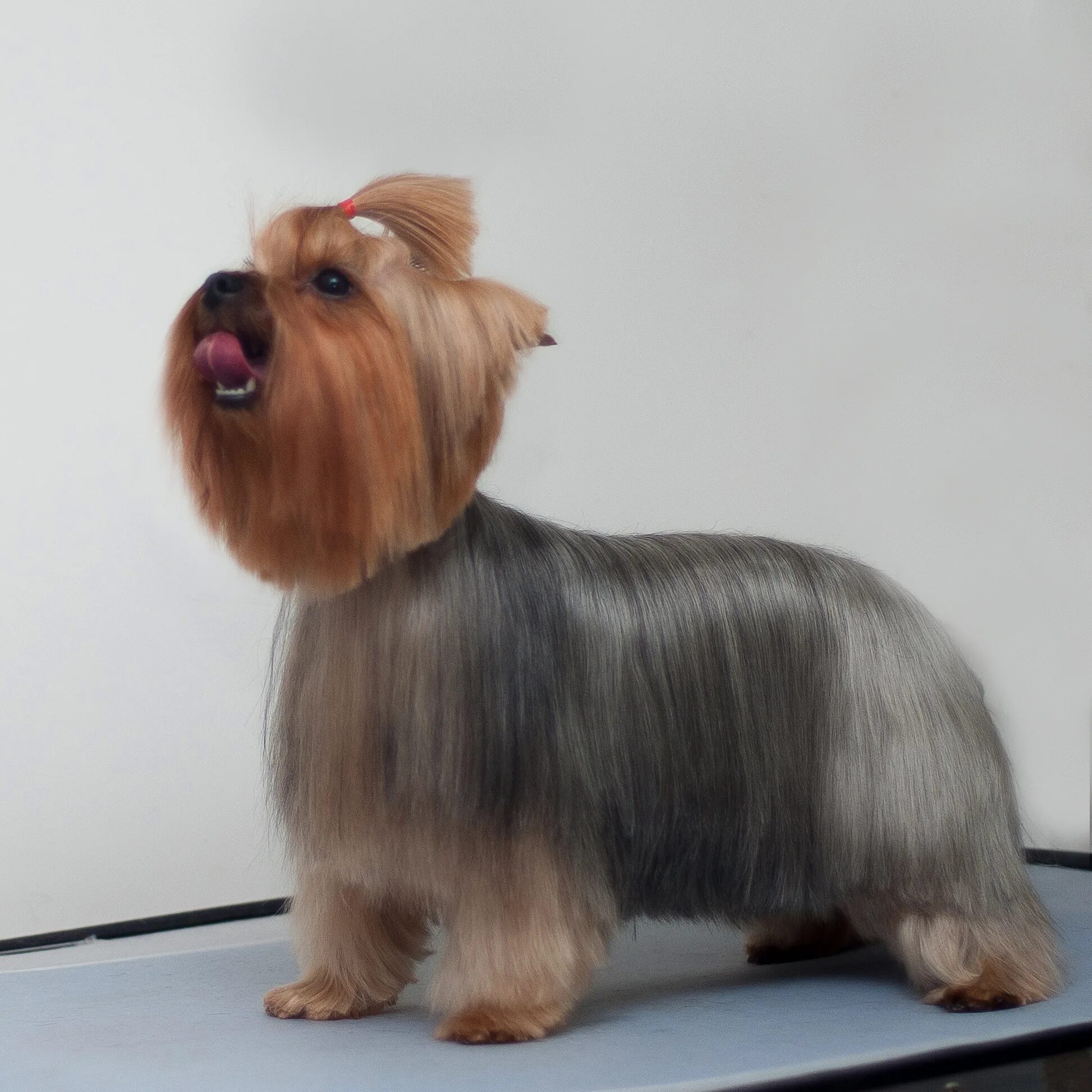 Терьер йоркширский стриженый. Стрижка йорка беби фейс. Груминг породный йорка. Йоркширский терьер стрижка каскад. Йоркширский терьер стрижки длинные.