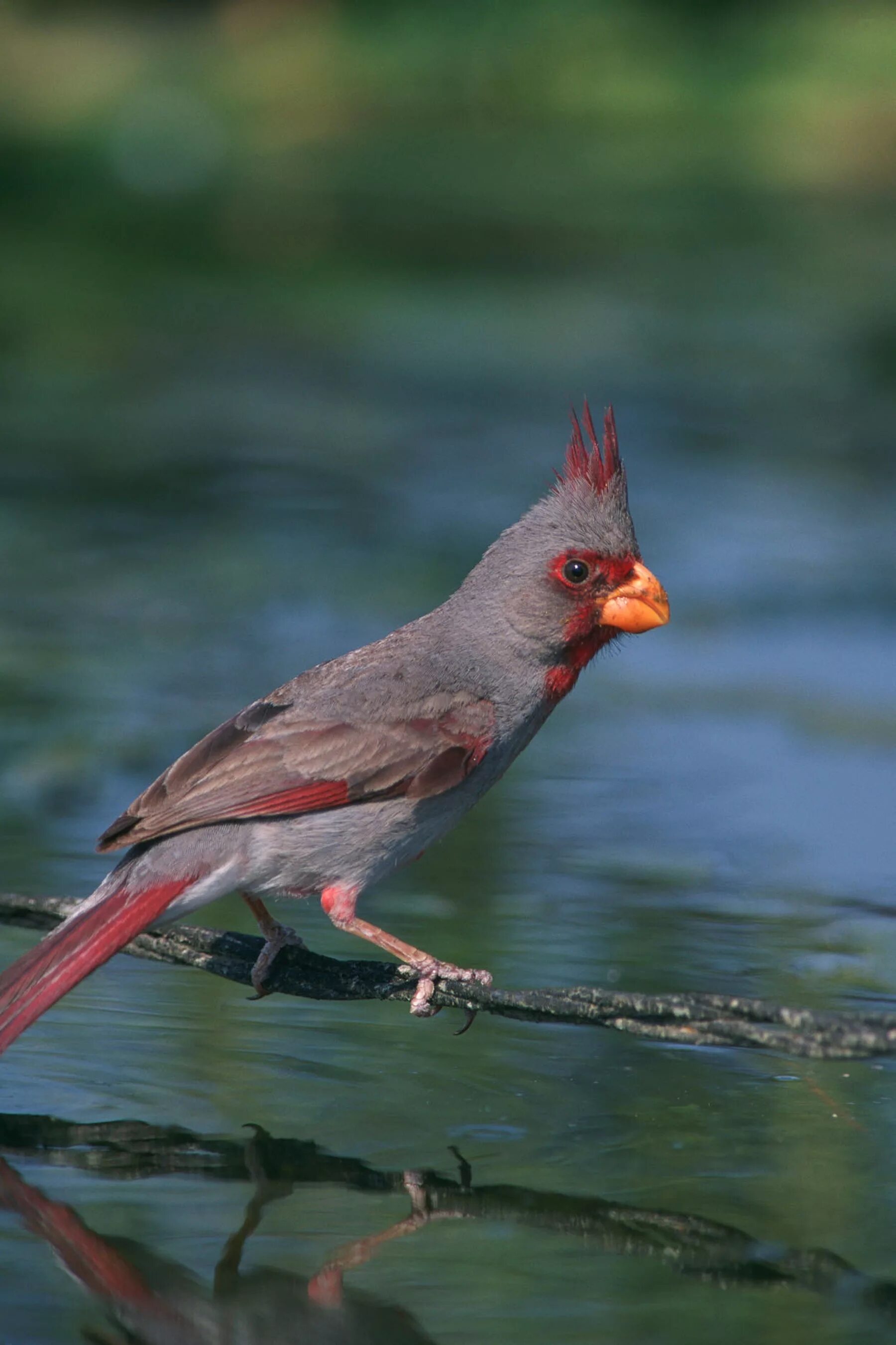 Маленький красный хвост. Краснохохлый Кардинал. Зяблик Кардинал. Cardinalis sinuatus. Серый Кардинал птица.