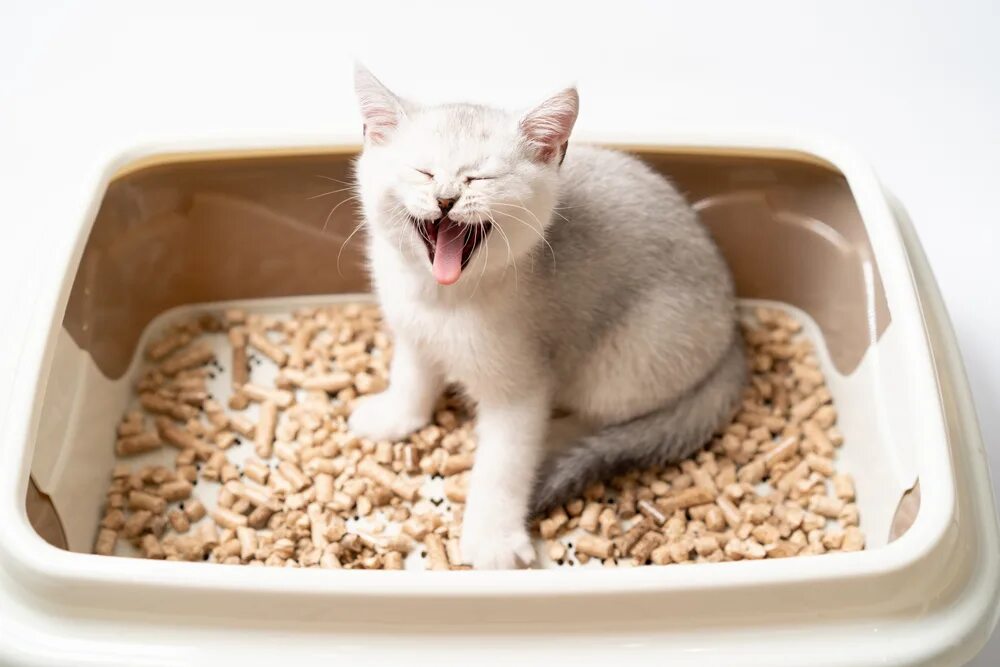 Лоток для котят. Приучение котенка к лотку. Научить котенка ходить в лоток. Кот ходит в лоток