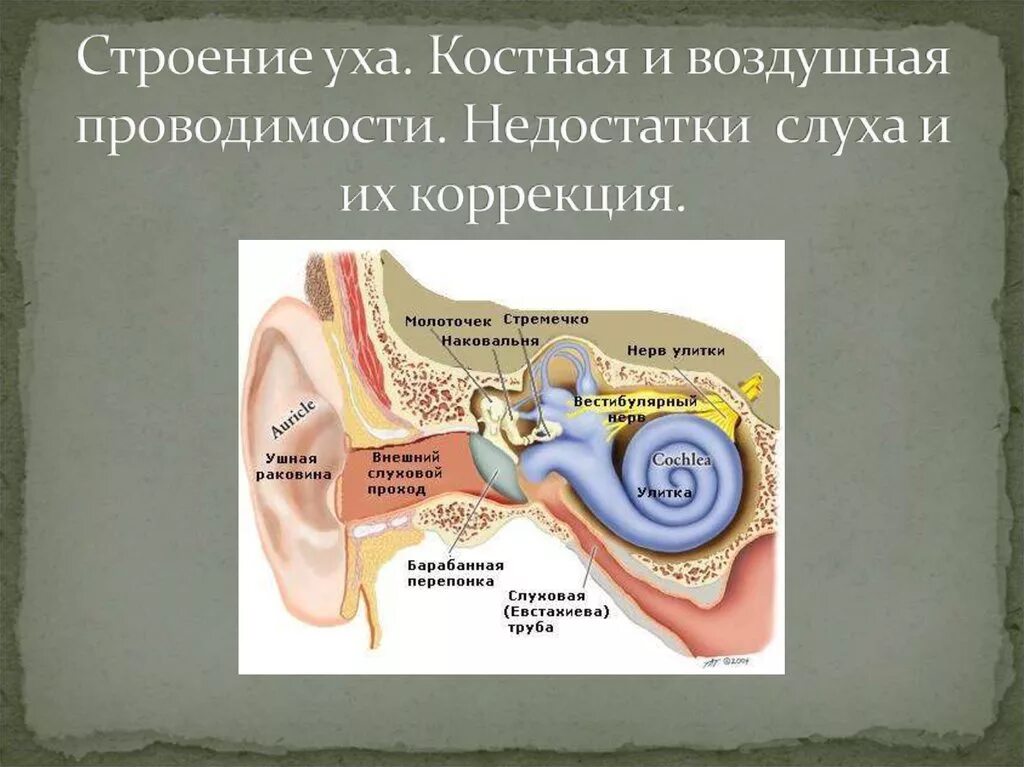 Строение уха человека описание. Строение уха строение уха. Строение уха человека. Ухо человека строение. Строение внутреннего уха.