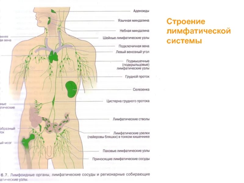 Лимфатическая система человека анатомия лимфатическая система. Лимфатическая система схема. Лимфатическая система лимфоузлы. Лимфатическая система человека схема со спины. Рисунок лимфатической системы