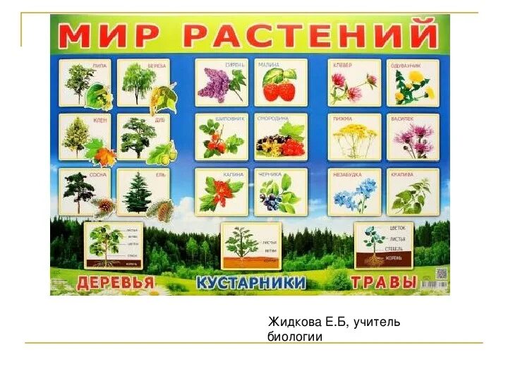 Темы недели растительный мир. Растения для дошкольников. Плакаты для детского сада мир растений. Мир растений детский сад. Обучающие плакаты для детского сада.