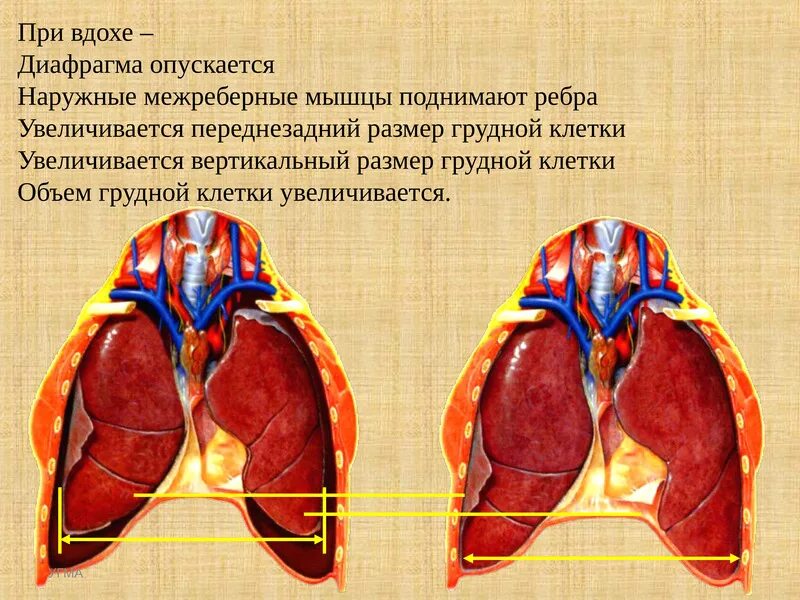 Больно дышать в грудной клетке при вдохе. Диафрагма при вдохе. Покалывание в сердце при вдохе. Боль в области сердца при вдохе.