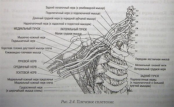 Освобождение нерва латынь. Ветви плечевого сплетения анатомия. Медиальном пучке (с7-с8, th1) плечевого сплетения. Ветви подключичной части плечевого сплетения. Подключичные нервы плечевого сплетения.