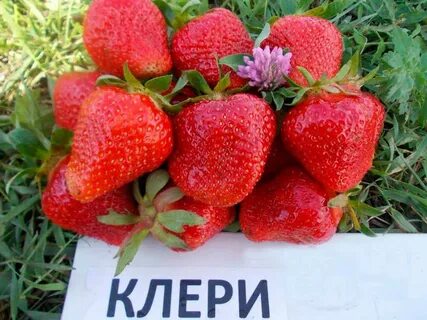 Клубника клери характеристика урожайность сорта и отзывы