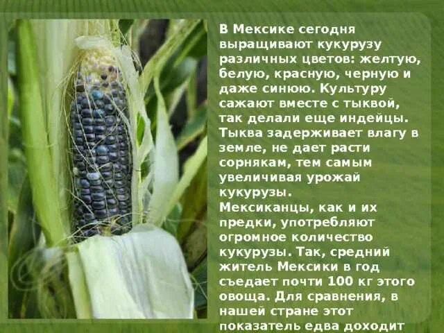 Огурец культурное растение. Арбуз для презентации. Огурец краткое описание. Самые интересные культурные растения. Сообщение о культурном растении.