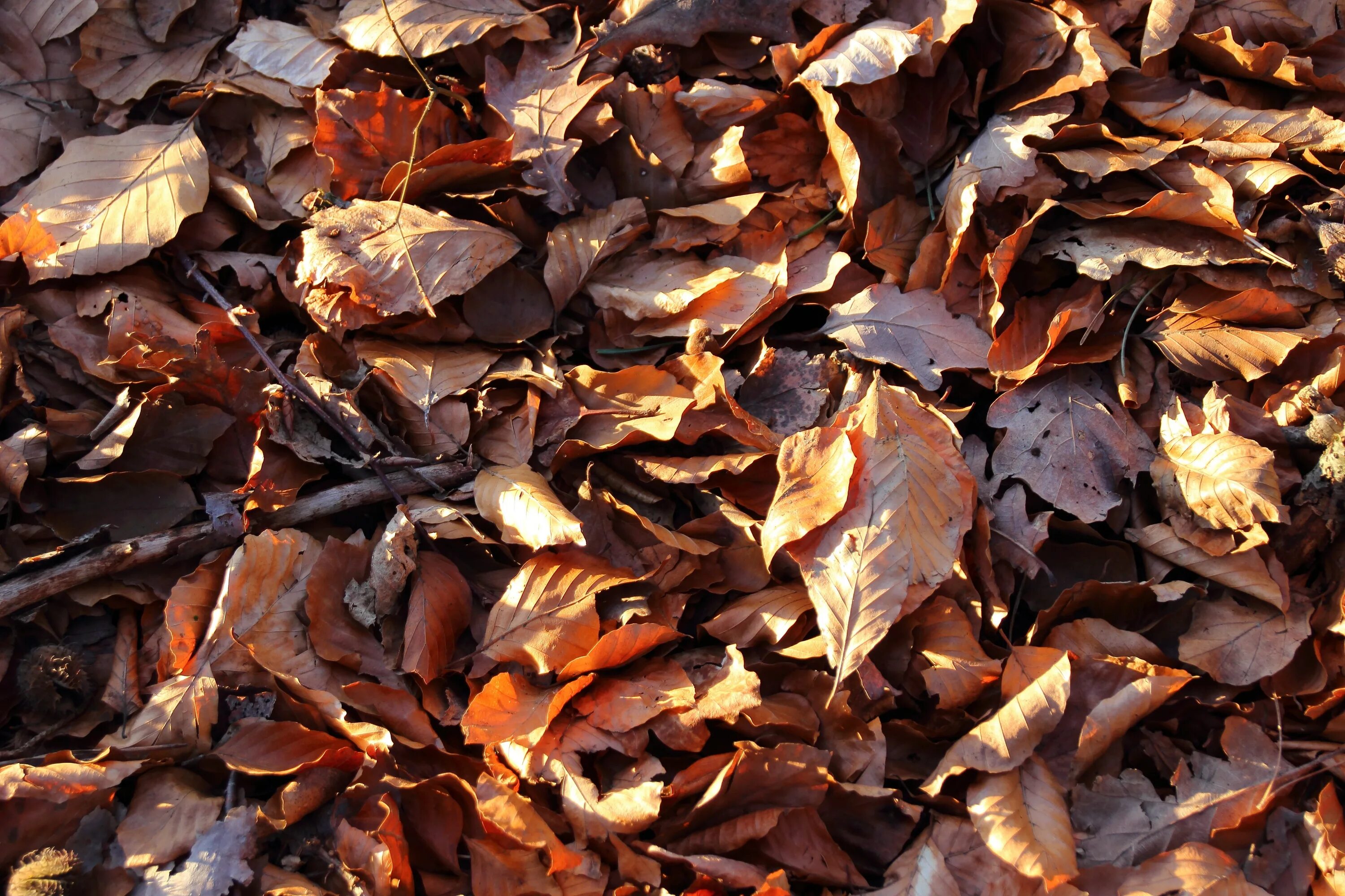 На солнце сох лист. Сухие листья. Сухая листва. Сухой листик. Древесный лист.