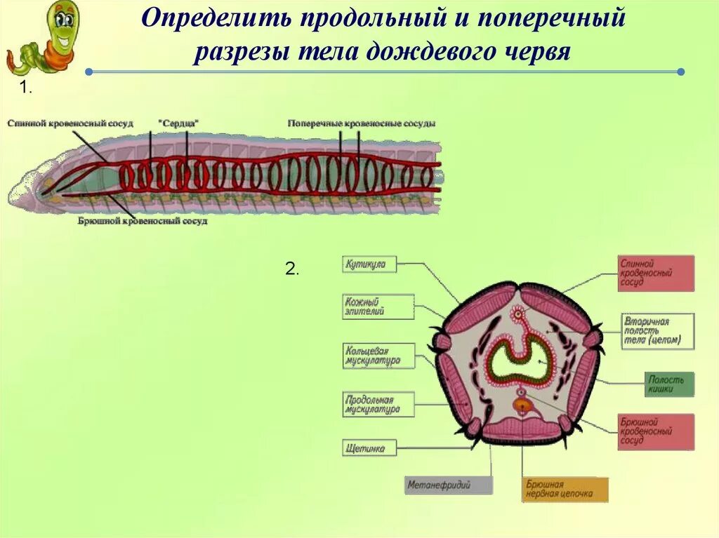 Поперечный разрез малощетинкового червя. Олигохеты продольный срез. Поперечный срез малощетинкового червя. Поперечный срез кольчатого червя схема.