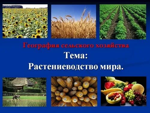 Какие продукты растениеводства ты используешь. Отрасли растениеводства. география сельское хозяйство растениеводство. растениеводство презентация. мировые сельскохозяйственные культуры.