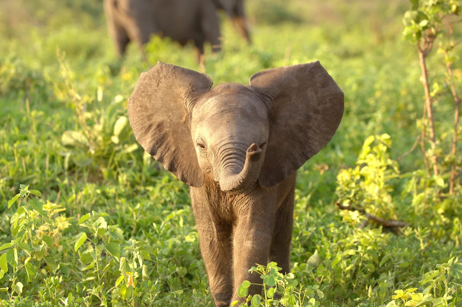 Elephant child. Слоненок. Маленький Слоник. Милый Слоненок. Маленькие слоны.