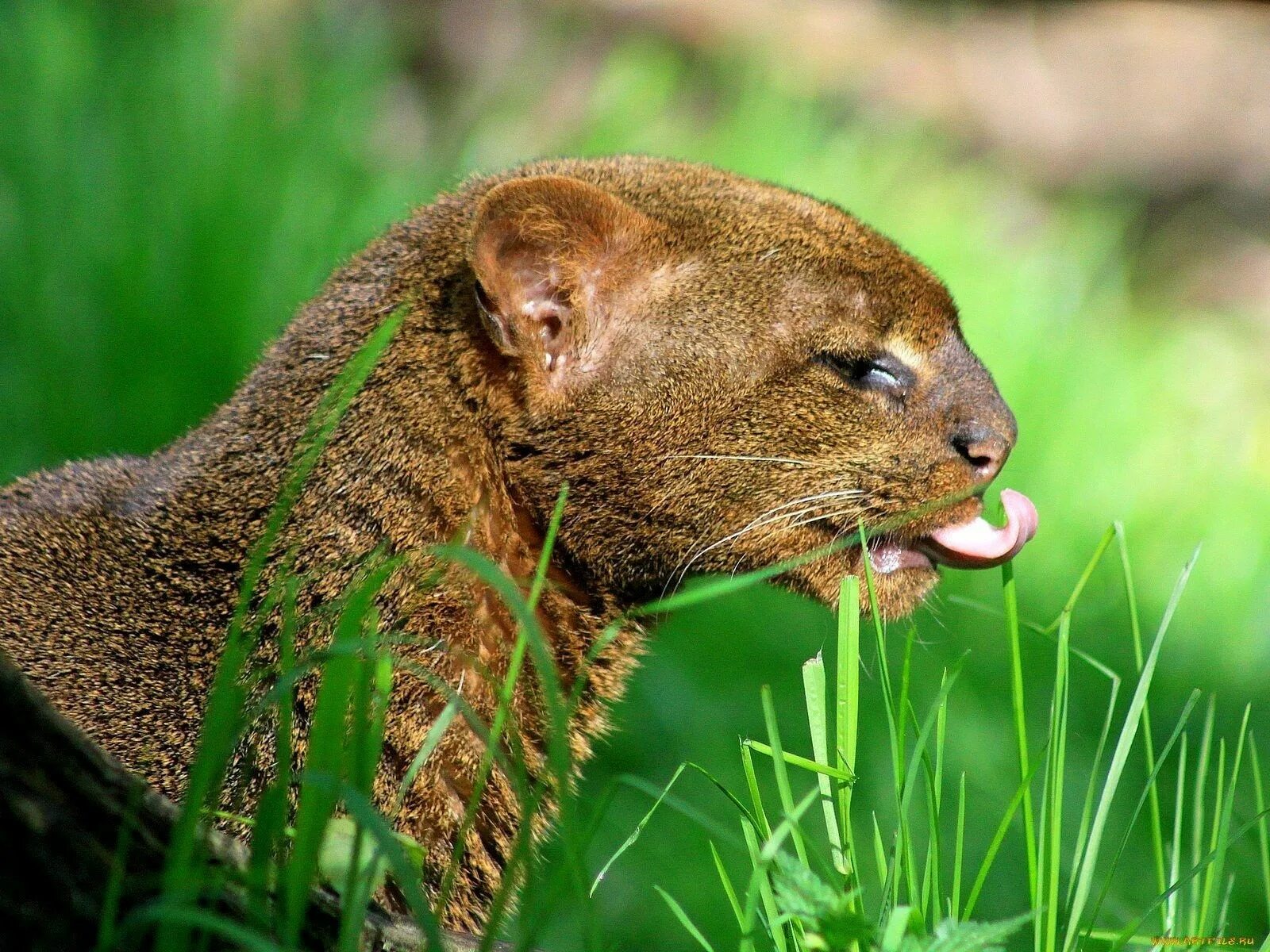 Самым крупным хищным млекопитающим. Дикая кошка ягуарунди. Пума ягуарунди. Кошка выдра с ягуарунди. Ягуарунди котенок.