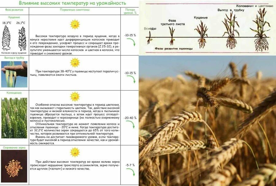 Типы урожайности. Условия выращивания озимой пшеницы и Яровой. Технология возделывания Яровой пшеницы. Условия выращивания пшеницы Яровой таблица. Условия возделывания озимой пшеницы.
