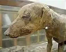 Werewolf icon. Mummy dog. Скуби ду мумия. Мумии из сосисок на хэллоуин. Блюда из сосисок для детей.