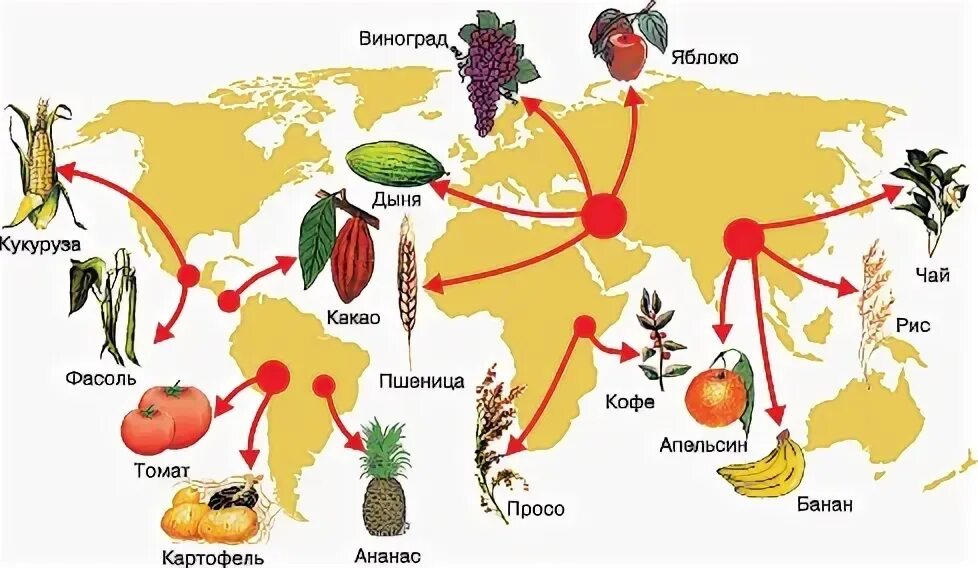 Основные центры происхождения культурных растений 7 класс. Центры происхождения культурных растений в России. Центры происхождения культурных растений карта. Основные географические центры происхождения культурных растений.