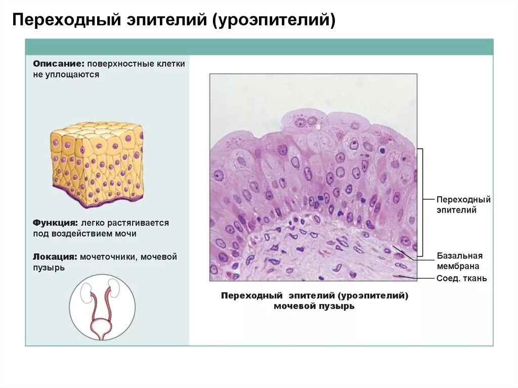 Эпителиальные ткани состоят из клеток. Функции многослойного переходного эпителия. Схема строения переходного эпителия. Строение переходного эпителия гистология. Переходный эпителий уроэпителий мочевой пузырь.