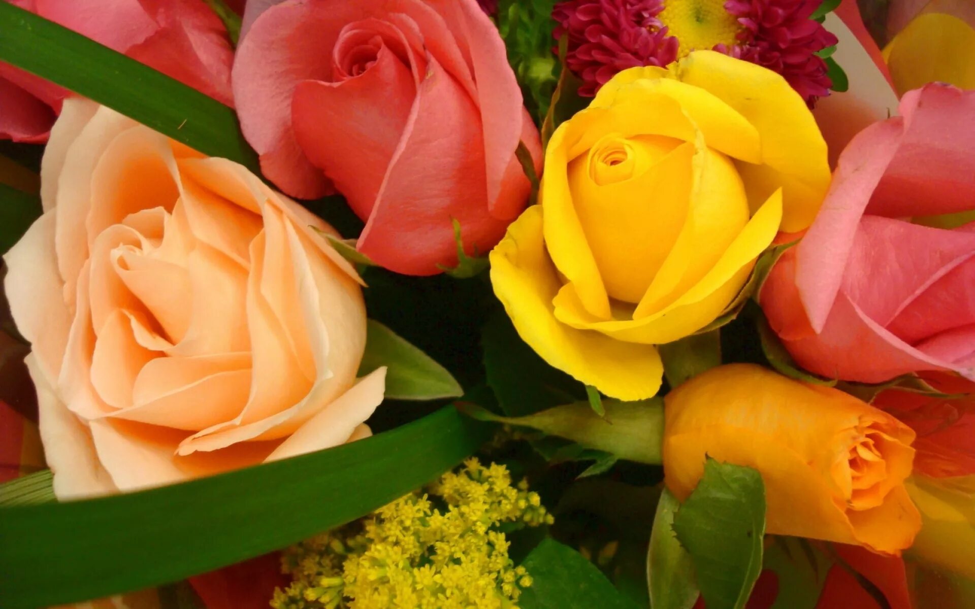 Букеты роз крупным планом. Роза корал риф. Роза сонора. Розы обои. Фото розы крупным планом букет розовые.