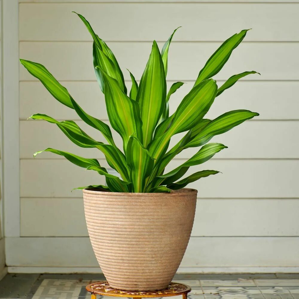 Драцена голден. Драцена Плант. Драцена Фрагранс Малайка. Dracaena Paloma.