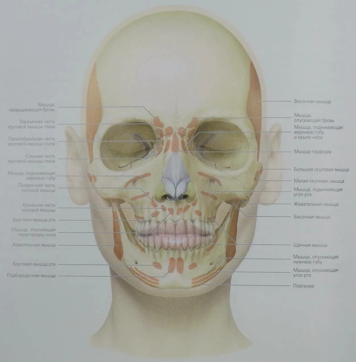 мышцы головы мимические и жевательные. кости черепа мышечную. мышцы лица и шеи их функции анатомия. места прикрепления мышц лица. мозговой отдел черепа анатомия.