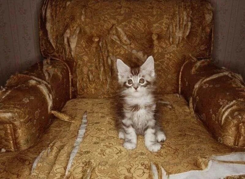 Немного кота