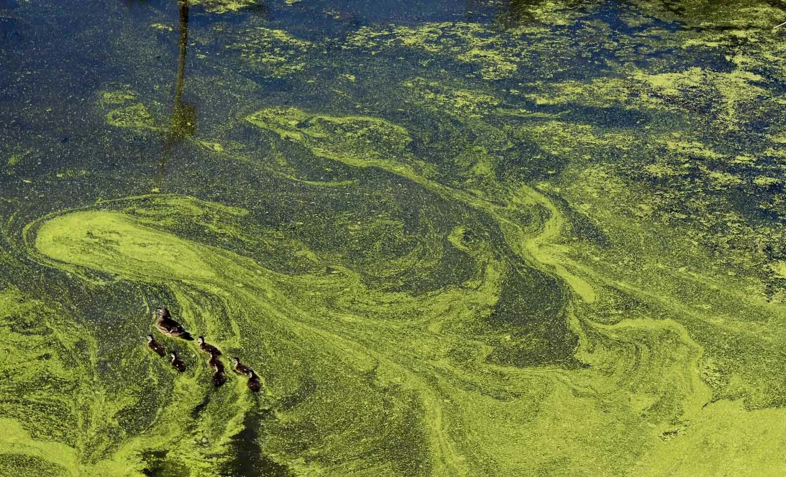 Загрязнение водоемов биогенами эвтрофикация водоемов. Загрязнение природных водоемов фосфатами. Влияние моющих средств на экологию. Цветение воды цианобактерии. Загрязнённая река.
