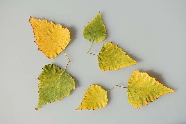 Sheet Leaves Yellow by OffiDocs for office