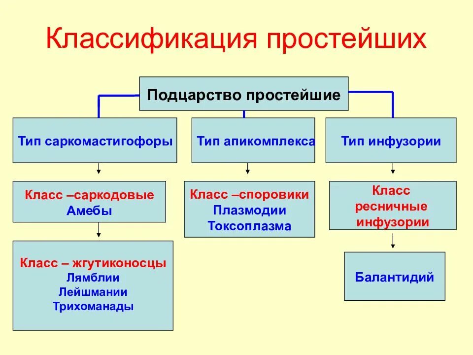 Значение биологической классификации