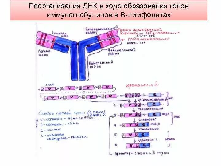 Гены иммуноглобулинов. Генетика иммуноглобулинов. Перестройка иммуноглобулинов. Перестройка генов лимфоцитов. Генетический контроль синтеза иммуноглобулинов различных классов..