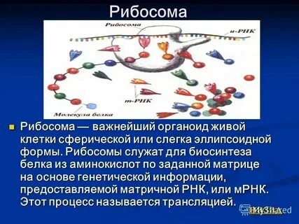 Органоиды клетки необходимые для синтеза белка