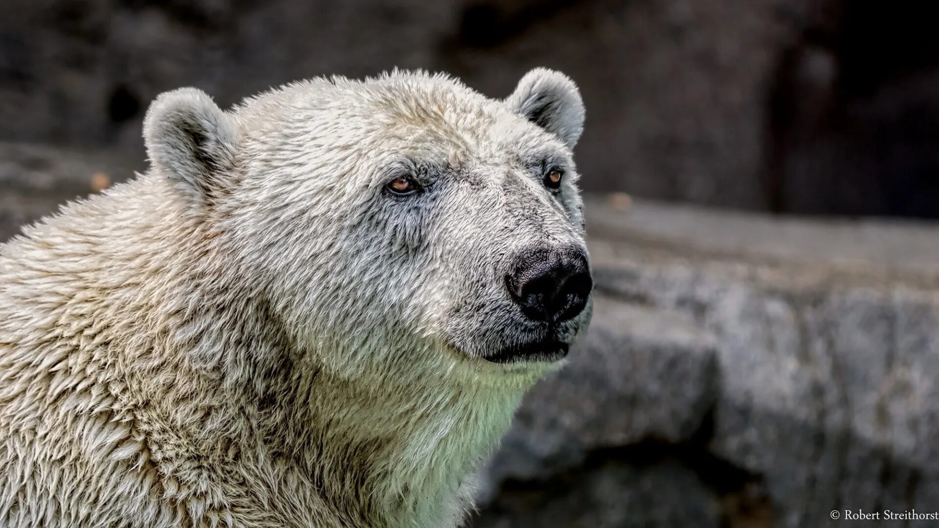 Бурый медведь мещера. Bear dreams. Медведь рисунок. Белый медведь шаман. Bear dreams.