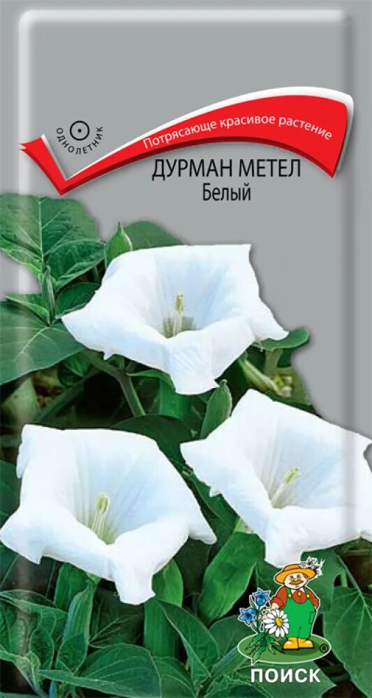 Дурман индийский розовый. Датура дурман пурпурный рыцарь. Дурман белый цветы. Датура (дурман) махровый гигант. Дурман семена цветов.