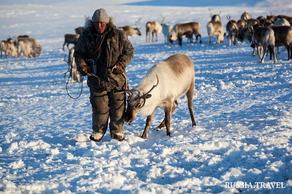 Чукчи оленеводство. Оленеводство в тундре. Чукотский автономный округ оленеводство. Оленеводство на Чукотке. Оленеводы Аляски.