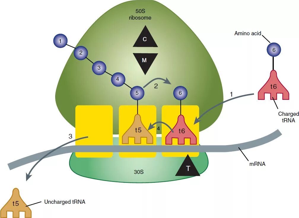 Mechanism of action. Mechanism of Action of antibiotics. Mechanism of Action oxazolidinones. Aminoglycosides mechanism of Action. Mechanism of Action of chloramphenicol.